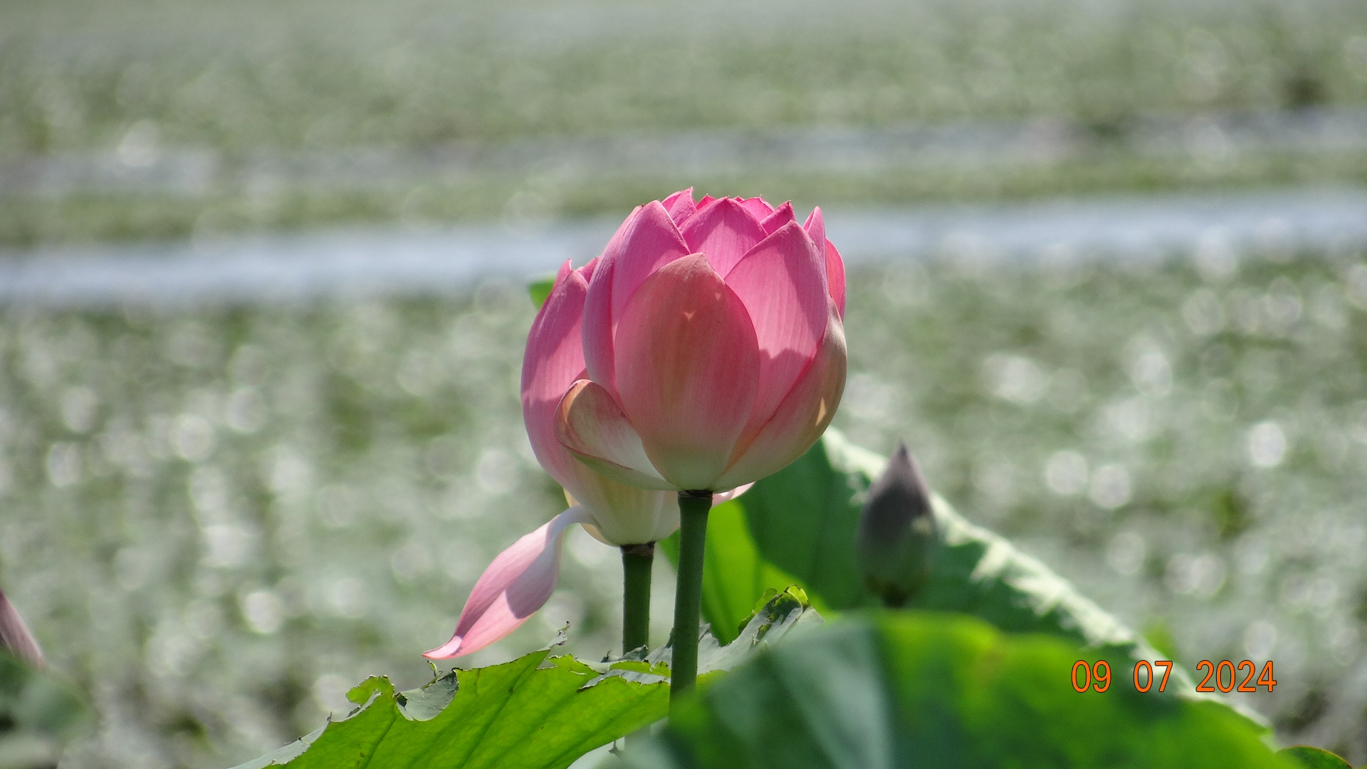 Долина Лотосов. Туристическая деревня Атамань. смотреть онлайн