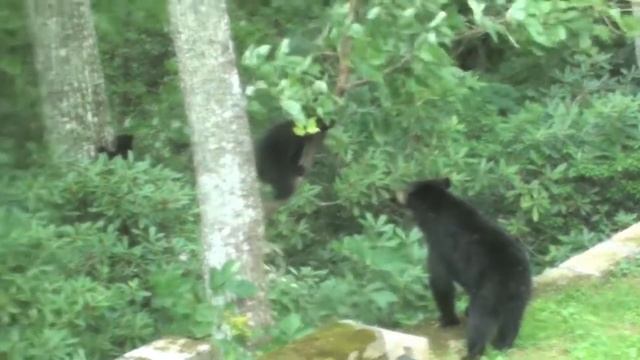 The Bears Return. смотреть онлайн