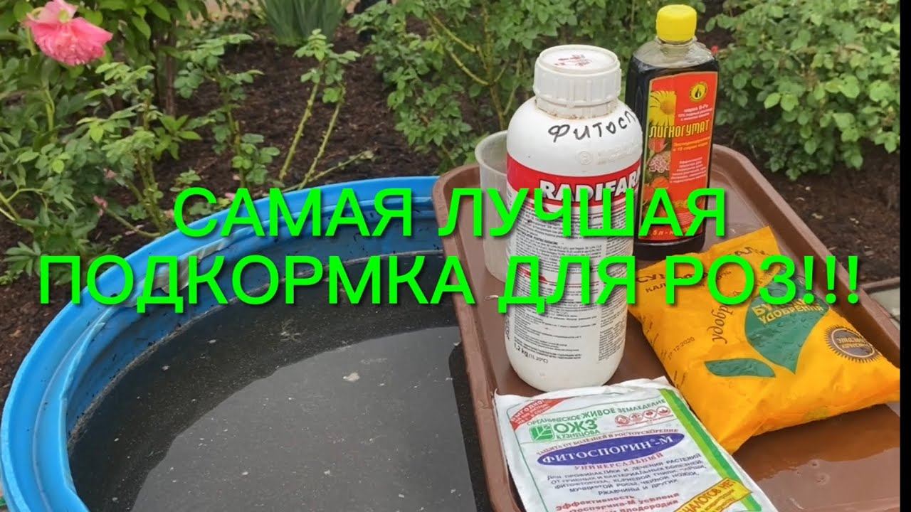 Розы. Ваши Розы тормозят в росте??? Срочно сделайте эту подкормку и увидите.... смотреть онлайн