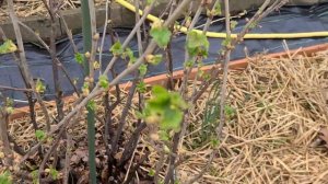 Поливаю смородину БАРМАТУХОЙ  . 5 марта 2024г.