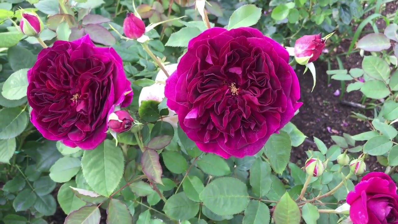 Розы. Ошибки при посадке роз и их последствия. смотреть онлайн