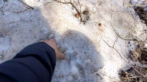 На копал металлолома, и поставил берёзовый сок.