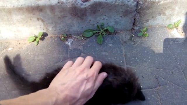 кот упал с бардюра смотреть онлайн