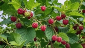 Выращивание плакучей шелковицы и уход за ней - Деревья