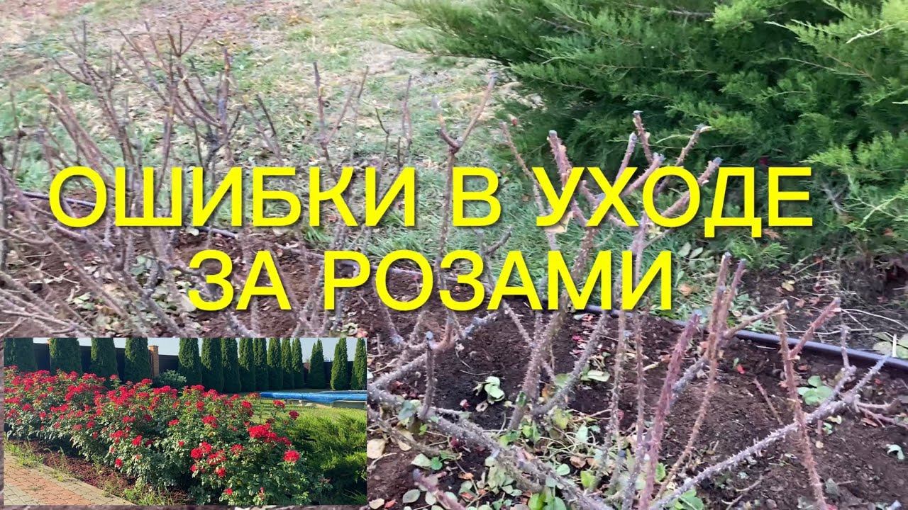 Розы. Ошибки, которые могут привести к гибели роз. Обрезка Робусты. смотреть онлайн