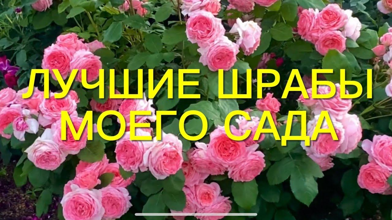 Топ 7 самых любимых и красивых шрабов моего сада. Выбираем лучшее. смотреть онлайн
