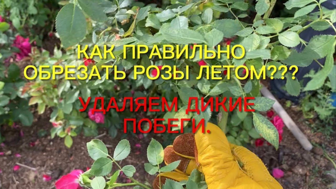 Как правильно обрезать розы летом??? Удаляем дикую поросль. Результат не заставит ждать!!! смотреть онлайн