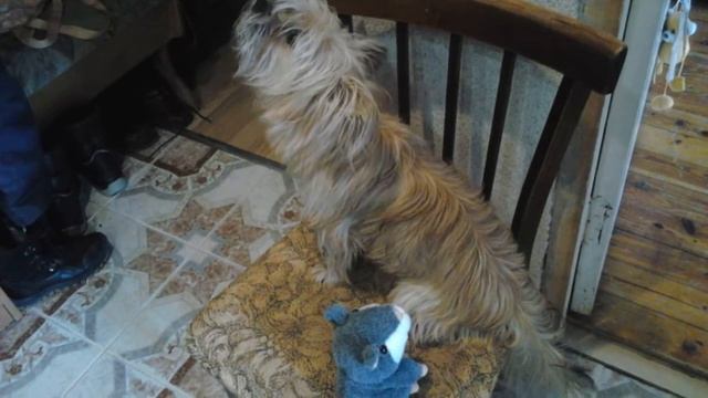 Наш Антошка и хомяк. Собака поёт смотреть онлайн