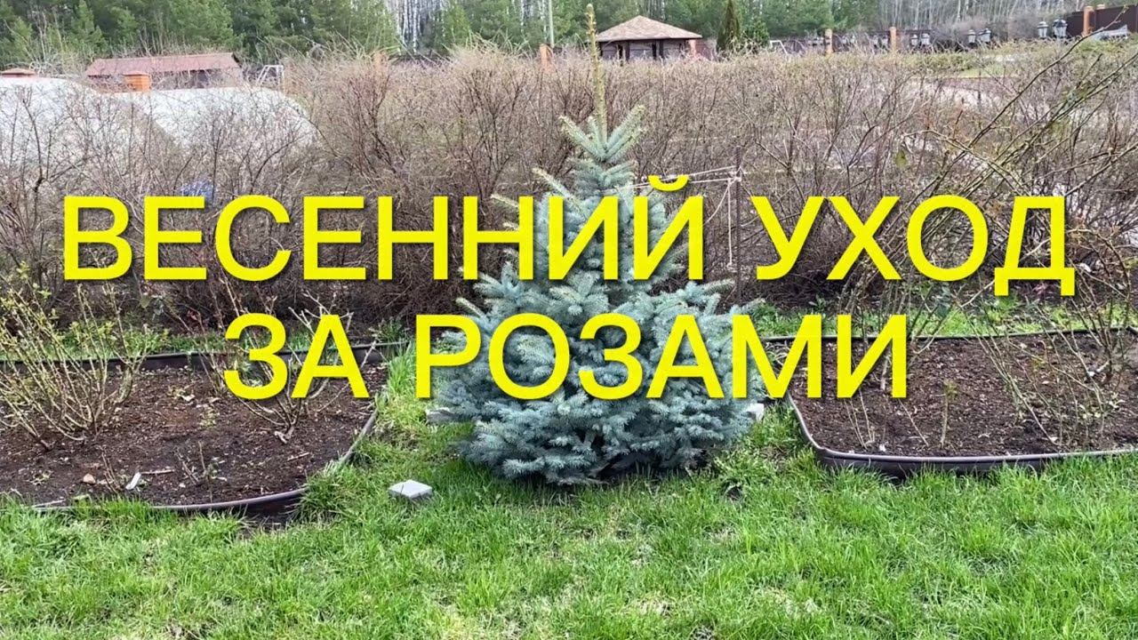 Розы. Результат зимовки. Маленькие секреты ухода за розарием после открытия. смотреть онлайн
