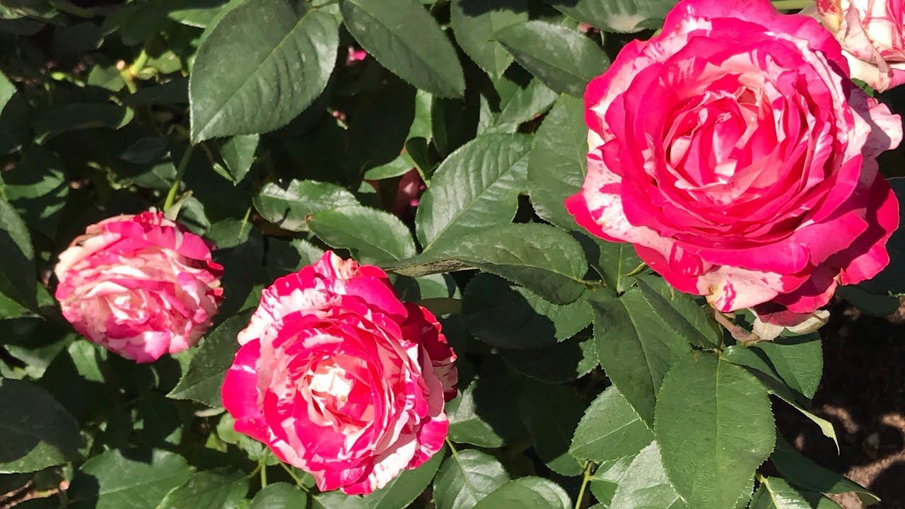 Розы.Что с ними после продолжительных дождей. Осенняя подкормка. смотреть онлайн