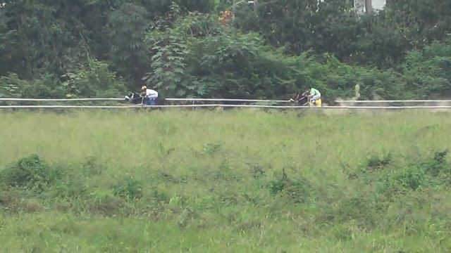 El jefe vs Sentella 600 mt HIPODROMO DE CHONE смотреть онлайн