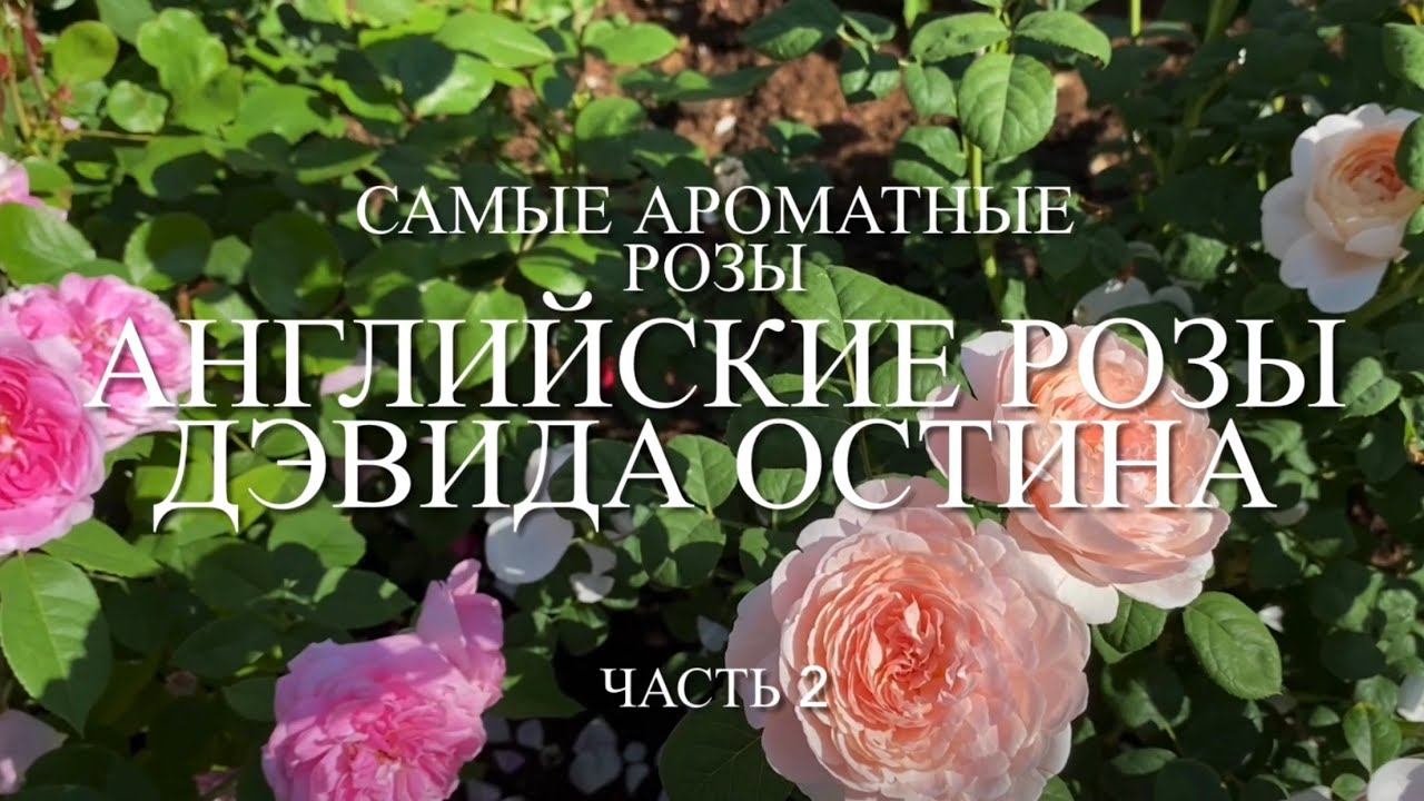 Розы. Английские розы Дэвида Остина. Самые ароматные розы в саду. Часть 2. смотреть онлайн
