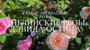 Розы. Английские розы Дэвида Остина. Самые ароматные розы в саду. Часть 2.