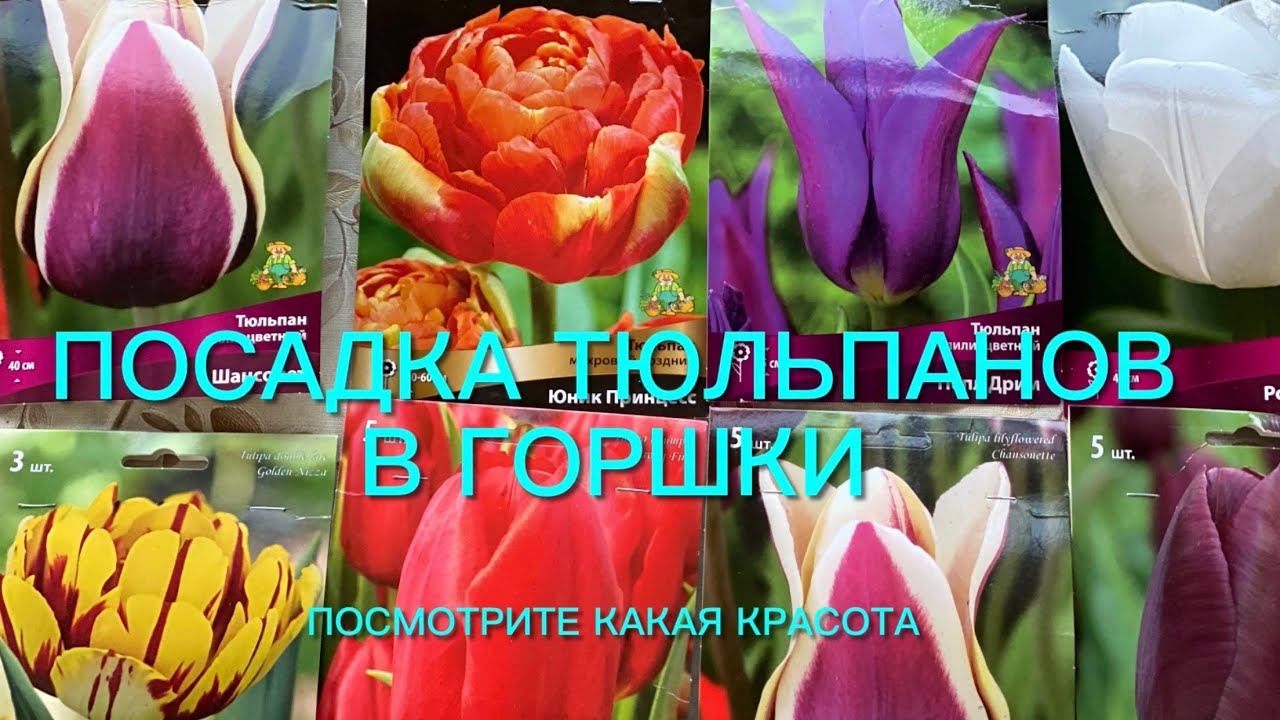 Посадка тюльпанов в горшки. Они украсят мой весенний сад. Какая красота!!! смотреть онлайн