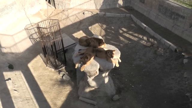 Симба, Клава, Азиза. Счастливая троица почивают! Simba, Klava, Aziza. The happy three are resting! смотреть онлайн