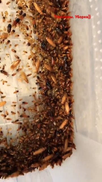 Туркменские тараканы. Кк. #Shelfordella tartara#ant # КК смотреть онлайн