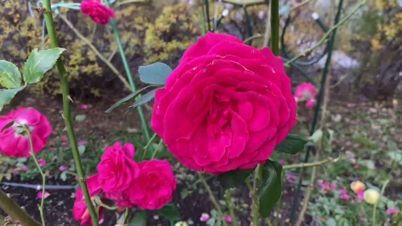 Розы. Как я укрываю розы??? Срочные работы в саду. смотреть онлайн