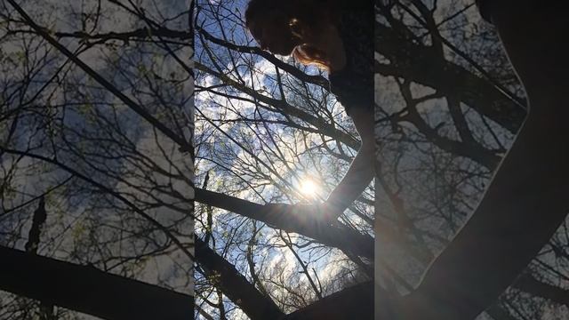 Northern Spicebush Song смотреть онлайн