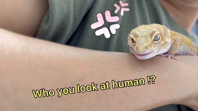 Yellow is exploring my shoulder #exoticpets #leopardgecko #gecko #limchailin #geckolife смотреть онлайн