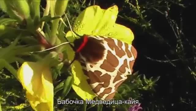 ИЮЛЬ, ЖАРА... (Природа Кузбасса, июль - 2014 г.)