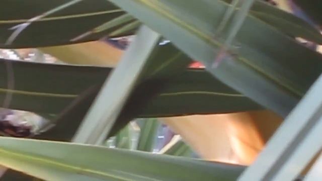 Сад возле дома на Самуи смотреть онлайн