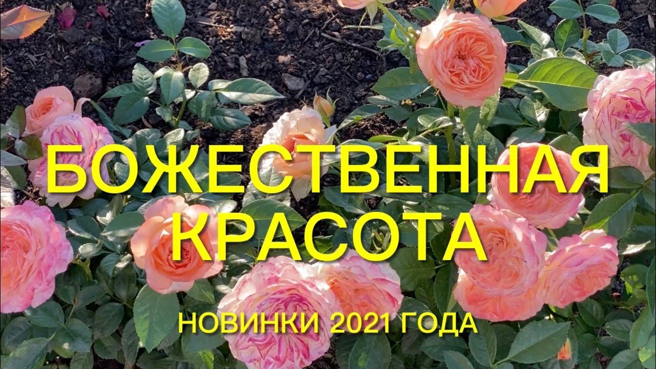 Розы. Божественная красота цветущего сада. Новинки 2021 года, это надо видеть. смотреть онлайн