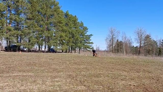 4.  выражено/перв MANIK DU MAISON DZHOKER (Napoli v. Bad-Boll – Manik Du Maison Gamba)