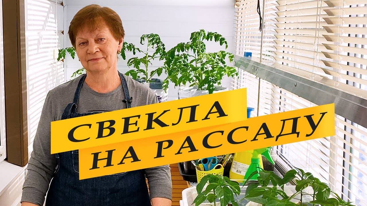 Рассаду свеклы выращиваю только так. смотреть онлайн