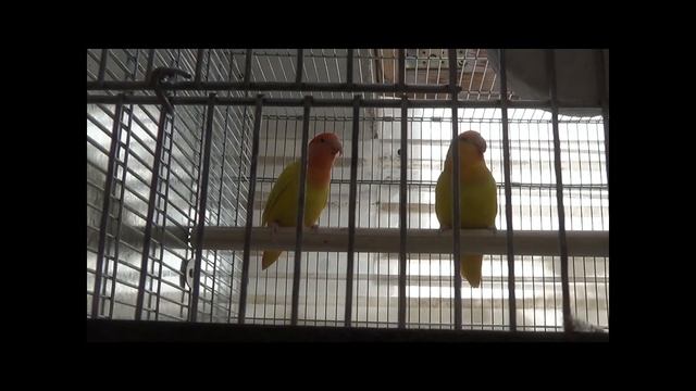 MY PARROT LIVE AND GROW habitat смотреть онлайн