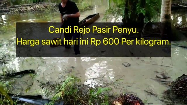 Harga sawit di agen tadi siang - Harga TBS sawit hari ini di Riau 18 juli 2022 смотреть онлайн