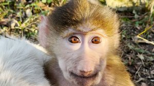 Теремок в Тайгане. Когда Степке до вожака было далеко! Детство гамадрилят Мани и Степы