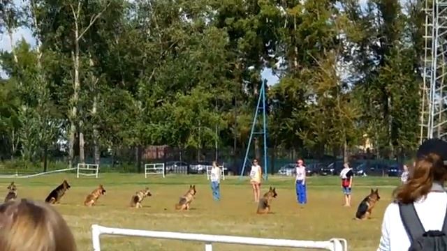 ДОСААФ собаки 16.08.14 Нск праздник смотреть онлайн