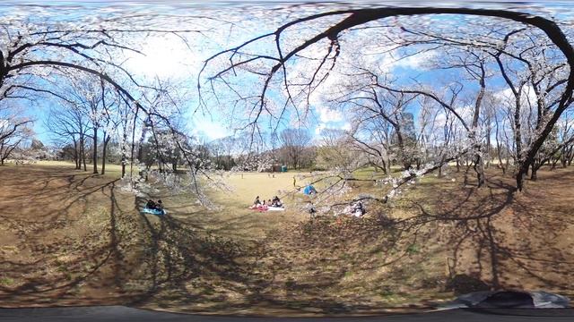 RICOH THETA SC2 4K 29.97fps Cherry Blossoms смотреть онлайн