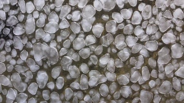 Primorye/Приморье