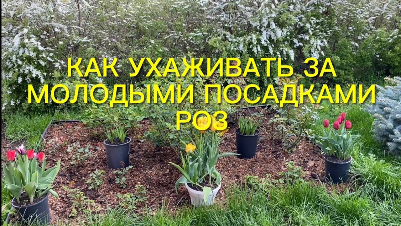 Розы. Как ухаживать за молодыми розочками? Кормить или нет? Профилактика хлороза роз и гортензий. смотреть онлайн