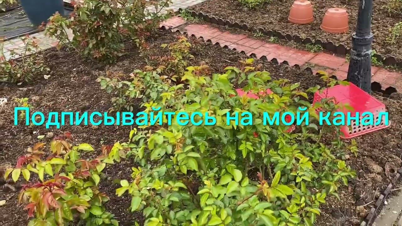 Ужас и тревога в розовых садах. Панике - бой. Справимся. смотреть онлайн