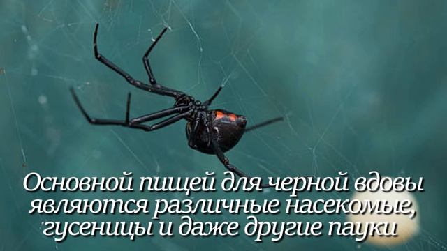 Чёрная вдова. Интересно знать #пауки #чернаявдова #паук #факты #животные #фактыоживотных #зоология