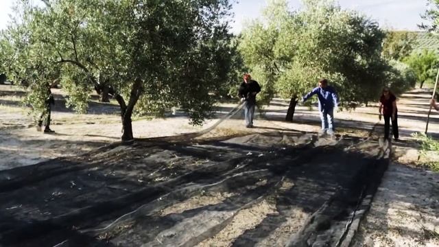 Olive fields & Landscapes in Spain смотреть онлайн