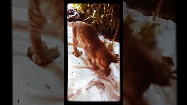Няшный котик по имени Эржан 2 часть смотреть онлайн
