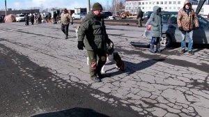 2025-выставка гончих Северодвинск.