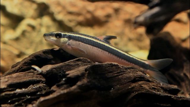 True Flying Fox (Epalzeorhynchos Kalopterus) Freshwater Aquarium Fish Species Profile & Care Guide