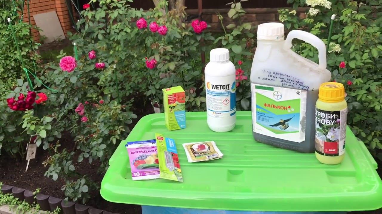 Розы. Болеют розы??? Их судьба в Ваших руках. смотреть онлайн