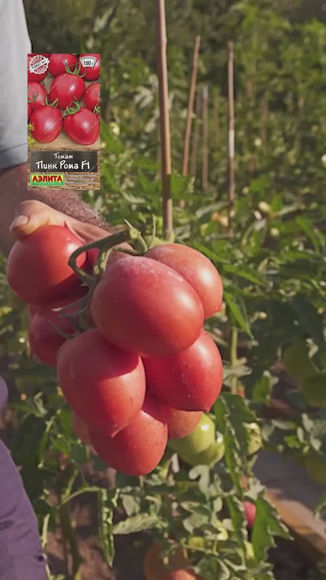 ПИНК РОМА F1 🍅 - розовоплодный урожайный томат в ОТКРЫТОМ ГРУНТЕ! смотреть онлайн