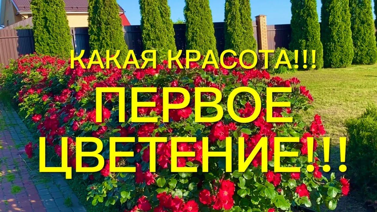 Розы. Радость первого цветения !!! А как сохранить эту красоту ? Пару рецептиков для Вас. смотреть онлайн