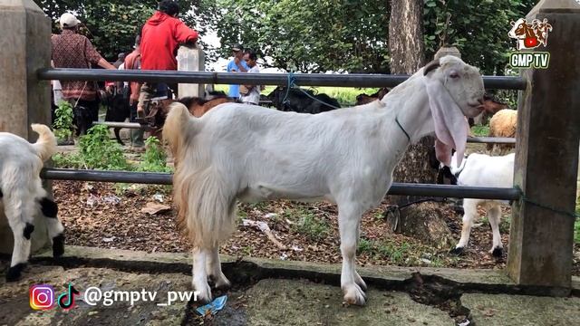 HARGA MIRING !! CEMPE ETAWA ALUSAN GAK PAKAI MAHAL HARGA MERAKYAT EKONOMIS смотреть онлайн