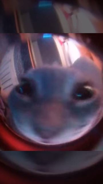 2_5240459012834619325.webm смотреть онлайн