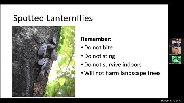 Spotted Lanternfly and its impact to Trees and Agriculture смотреть онлайн