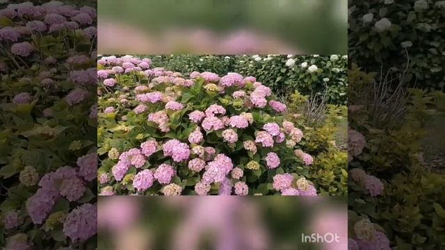 Подорож до батанічного саду смотреть онлайн