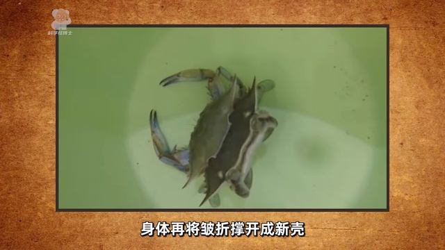 螃蟹还会脱壳？不仅如此，一生中还脱18次 смотреть онлайн