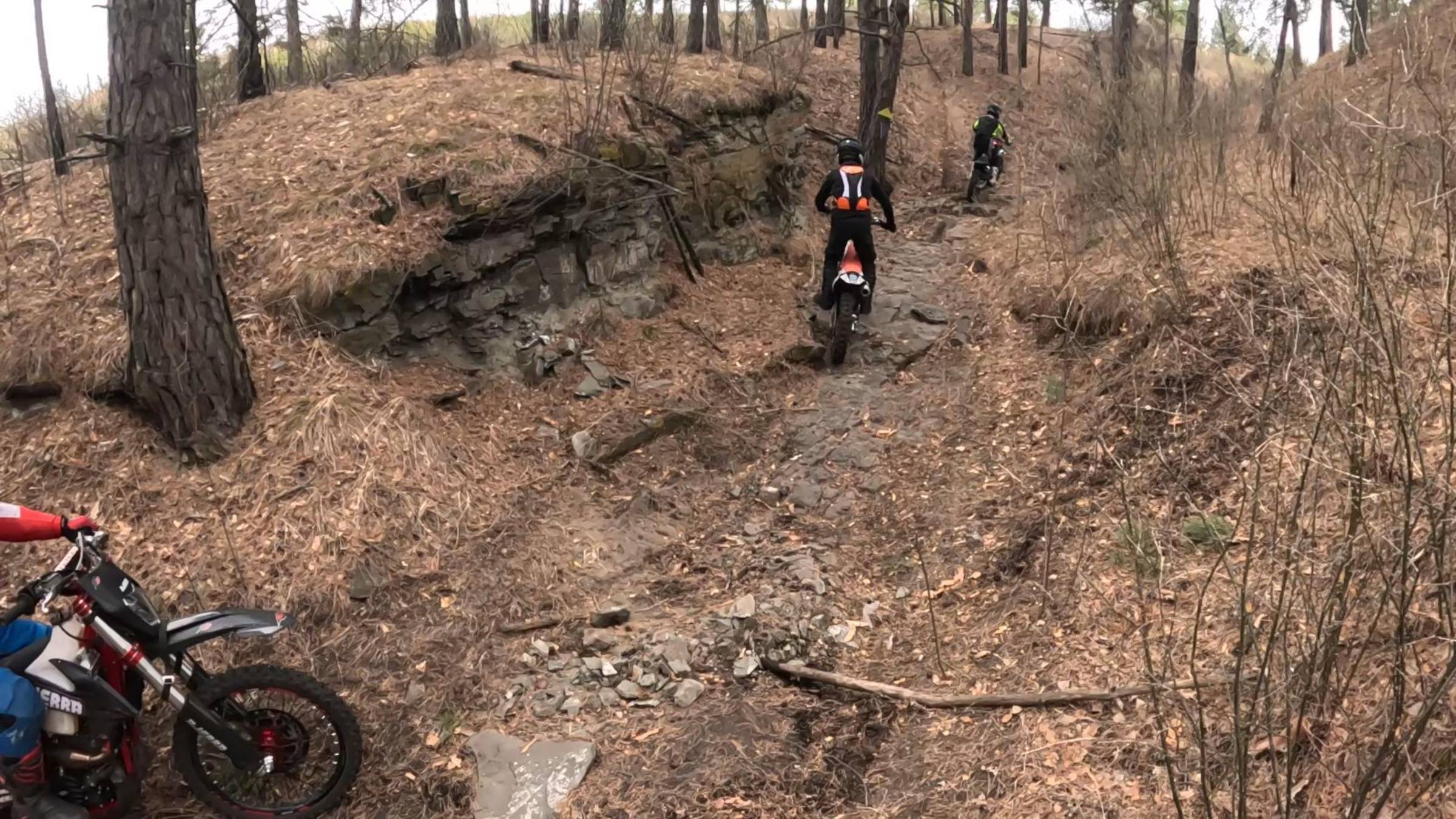 Комарковский бор. 06.04.2025г